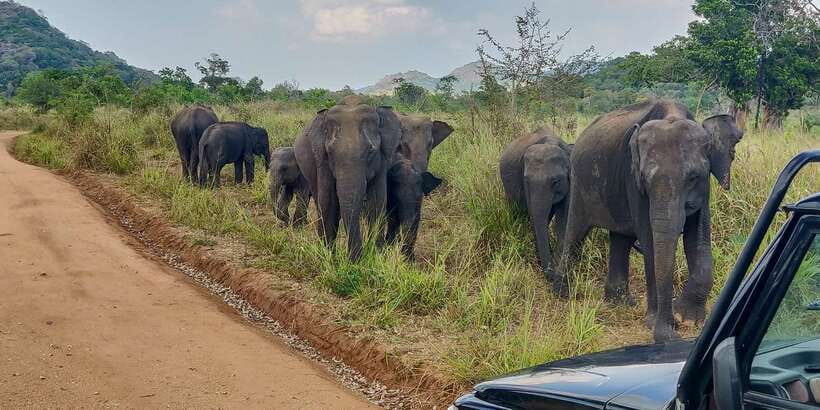 Hurulu Eco Park: 3-Hour Morning or Evening Safari - Hurulu Wewa Reservoir Country: What the Park Looks Like to Wildlife