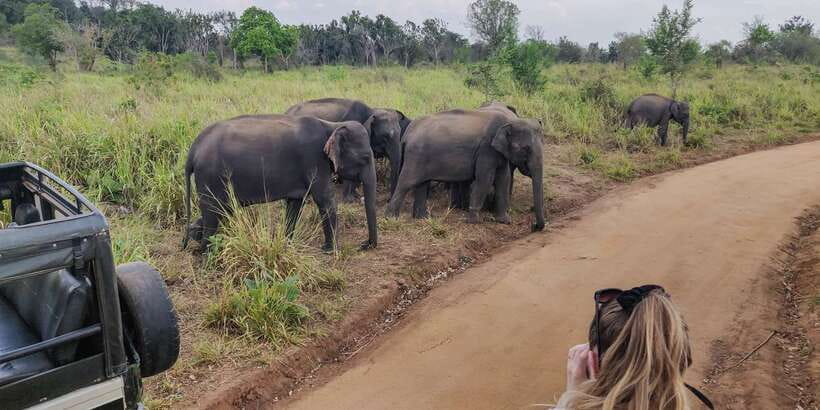 Hurulu Eco Park: 3-Hour Morning or Evening Safari - What You Can Realistically See: Elephants First, Then the Extras