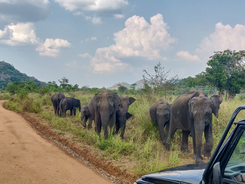 Hurulu Eco Park: 3-Hour Morning or Evening Safari - Leopard and Cat Chances: How the Tracker Likely Improves Your Odds