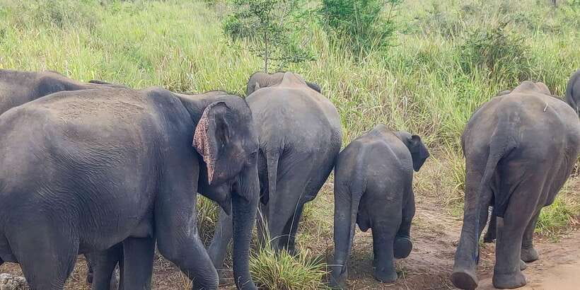 Hurulu Eco Park: 3-Hour Morning or Evening Safari - Price and Value: Is $24 a Good Deal Here?