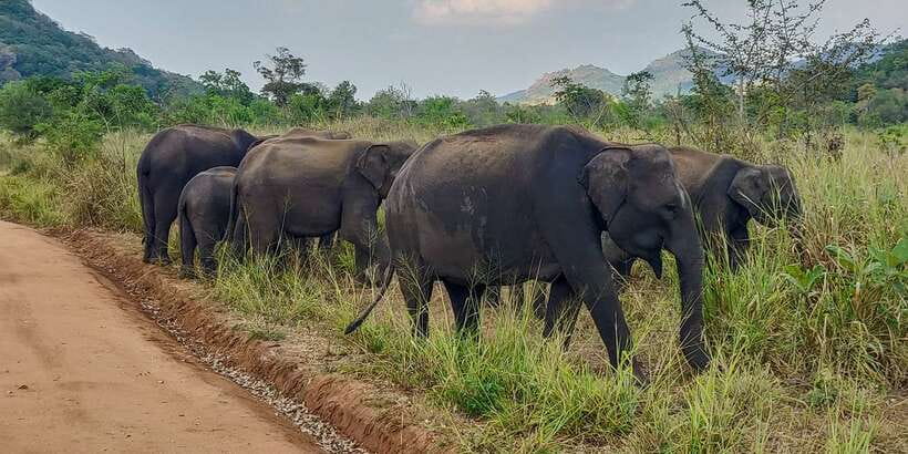 Hurulu Eco Park: 3-Hour Morning or Evening Safari - The 3-Hour Morning or Evening Safari Plan (and Why Timing Matters)