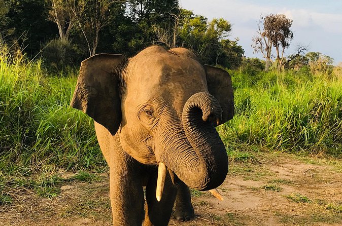 Hurulu Eco Park Half Day Safari - The Minneriya Elephant Gathering: The Moment You Came For