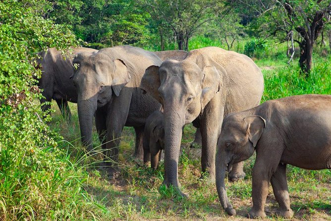 Hurulu Eco Park Private Safari - Hurulu Eco Park: why this safari works