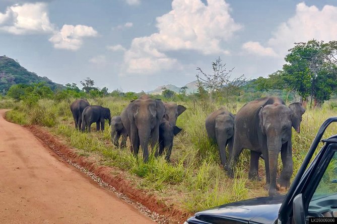 Hurulu Eco Park Private Safari - When to go: choosing the 7:00 am vs 2:00 pm slot