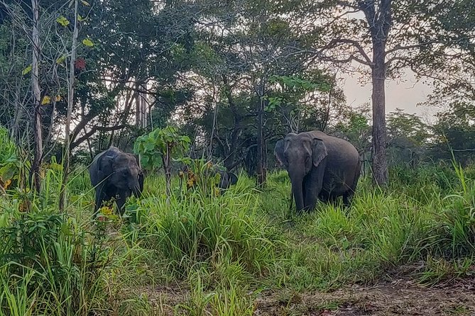 Hurulu Eco Park Private Safari - The 3-hour jeep drive: how the safari really unfolds