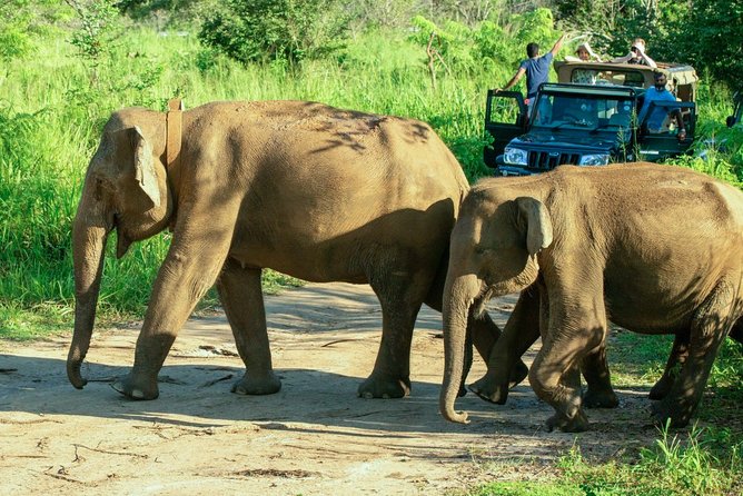 Hurulu Eco Park Private Safari - Elephant viewing: what to expect up close