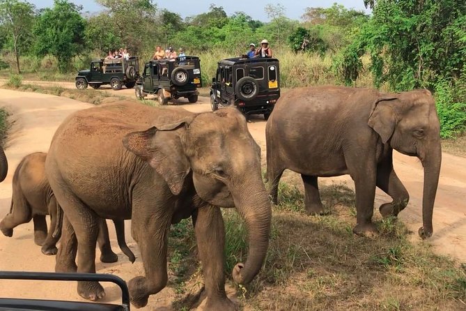 Hurulu Eco Park Private Safari - Other species on the lookout beyond elephants