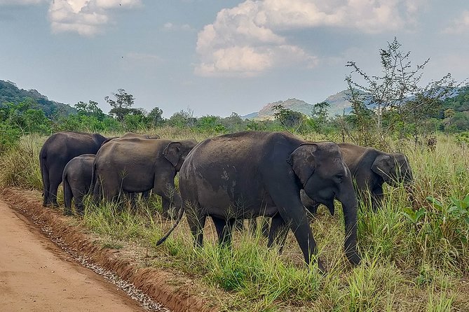 Hurulu Eco Park Private Safari - Weather reality checks: when rain changes the day
