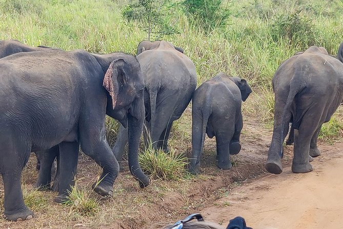 Hurulu Eco Park Private Safari - Who this private Hurulu safari is best for