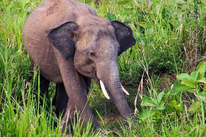 Hurulu Eco Park Private Safari - Getting there: pickup rules and what to expect at the gate