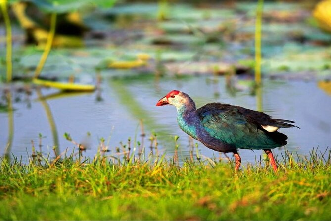 Kalametiya Bird Sanctuary Catamaran Bird Watching Tour - Quick highlights to know before you go