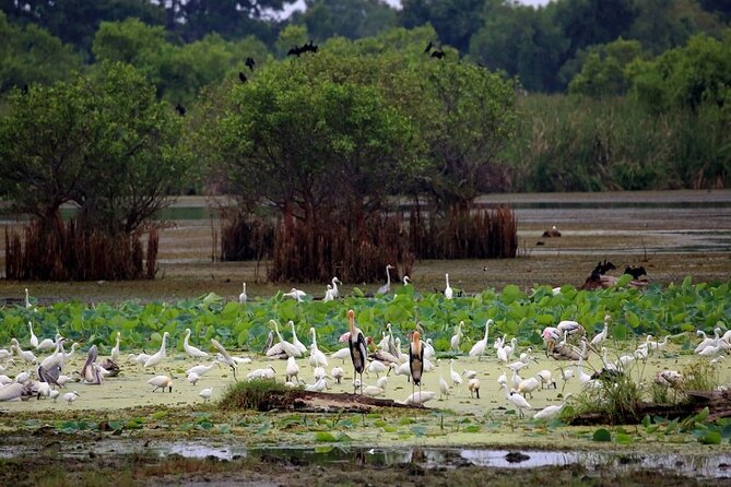 Kalametiya Bird Sanctuary Catamaran Bird Watching Tour - Entering the birds’ world from Galle’s calm waters