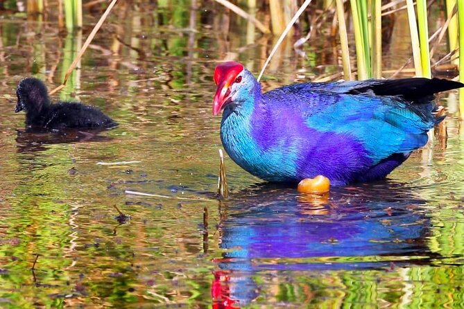 Kalametiya Bird Sanctuary Catamaran Bird Watching Tour - The catamaran bird watching: what 2–3 hours really gives you