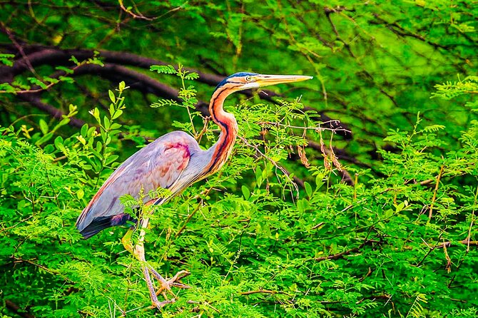 Kalametiya Bird Sanctuary Catamaran Bird Watching Tour - The lagoon scenery you get before the bird list