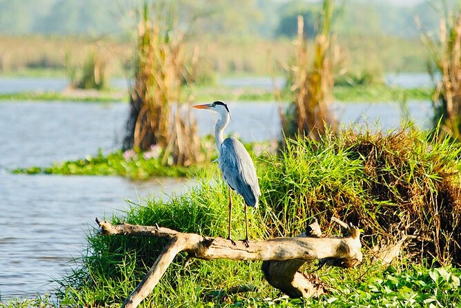 Kalametiya Bird Sanctuary Catamaran Bird Watching Tour - The return trip: drop-off that keeps your day intact