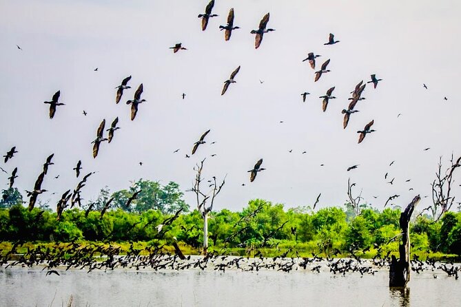 Kalametiya Bird Sanctuary Catamaran Bird Watching Tour - Who this tour is perfect for (and who should skip it)