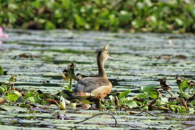 Kalametiya Bird Sanctuary Catamaran Bird Watching Tour - The practical stuff: tickets, confirmation, and what to bring