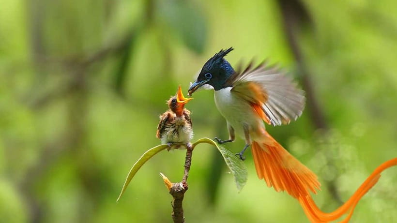 Kalametiya Sanctuary: Bird Watching by Private Boat Tour - Quick hits to know before you go
