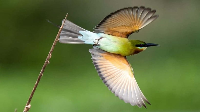 Kalametiya Sanctuary: Bird Watching by Private Boat Tour - Kalametiya Bird Sanctuary by private boat: what the setting gives you