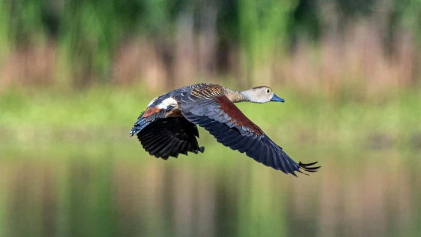 Kalametiya Sanctuary: Bird Watching by Private Boat Tour - How the 2-hour ride works on the water (and why it matters)