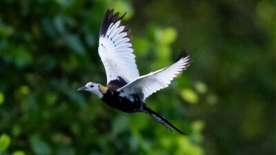 Kalametiya Sanctuary: Bird Watching by Private Boat Tour - The bird species you’ll actually be hunting