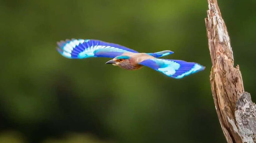Kalametiya Sanctuary: Bird Watching by Private Boat Tour - Quiet boatcraft and better viewing: motor-free is the advantage