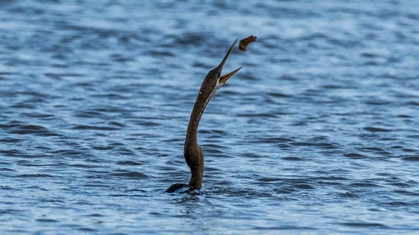 Kalametiya Sanctuary: Bird Watching by Private Boat Tour - What you might see beyond birds
