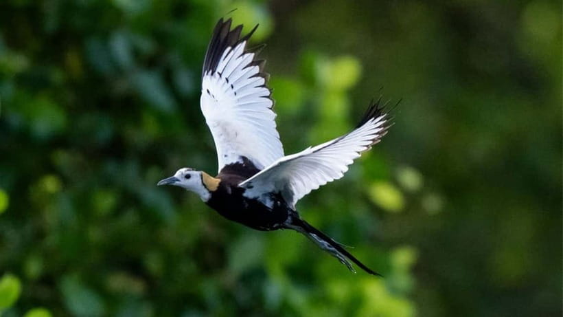Kalametiya Sanctuary: Bird Watching by Private Boat Tour - The bird species you’ll actually be hunting