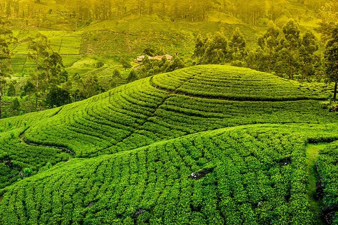 Kandy and Pinnawala Private Day Tour from Colombo/Negombo - Colombo to Kandy in one day: how the timing really feels