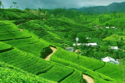Kandy and Pinnawala Private Day Tour from Colombo/Negombo - Pinnawala Zoo stop: start with animals and easy momentum