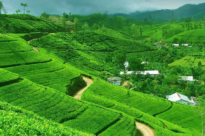 Kandy and Pinnawala Private Day Tour from Colombo/Negombo - Pinnawala Zoo stop: start with animals and easy momentum