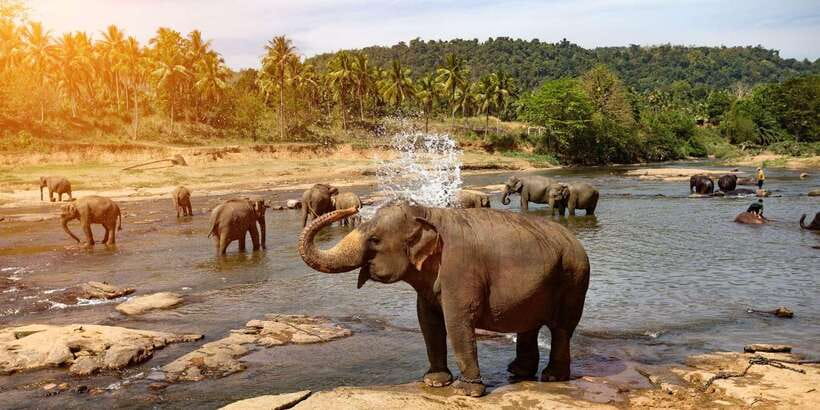 Kandy: City Highlights and Ramboda Waterfall Trip - How the Kandy–Ramboda route fits into one 8-hour day
