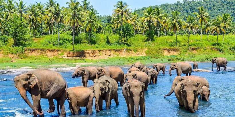 Kandy: City Highlights and Ramboda Waterfall Trip - Ceylon Tea Factory stop: what you should look for during the visit