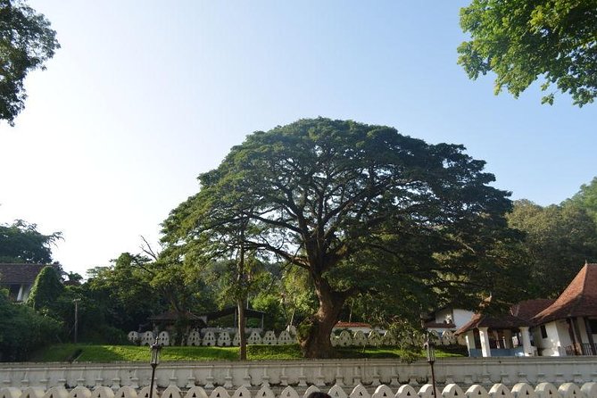 Kandy Full-Day Tour - From Colombo to Kandy: a full day that actually follows a plan