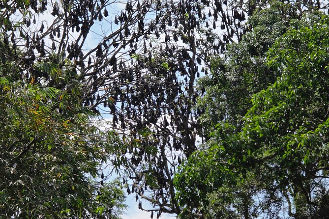 Kandy Full Day Tour Private All Inclusive - Peradeniya Royal Botanical Gardens: your mid-day reset outside Kandy
