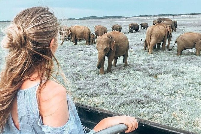 Kandy - Minneriya National park & Sigiriya Rock by tuk tuk tours - Key Highlights You’ll Care About