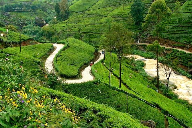 Kandy & Nuwara Eliya | 2 Days Tour - Day 1 in Kandy: spices, Peradeniya gardens, and the Temple of the Sacred Tooth Relic