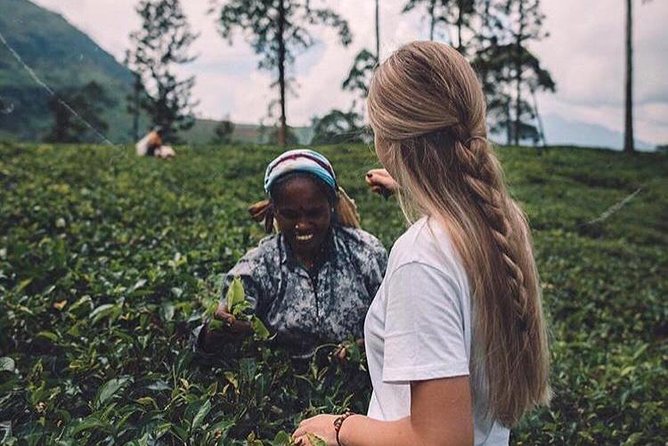 Kandy & Nuwara Eliya | 2 Days Tour - Price and logistics: is $170 per group good value?