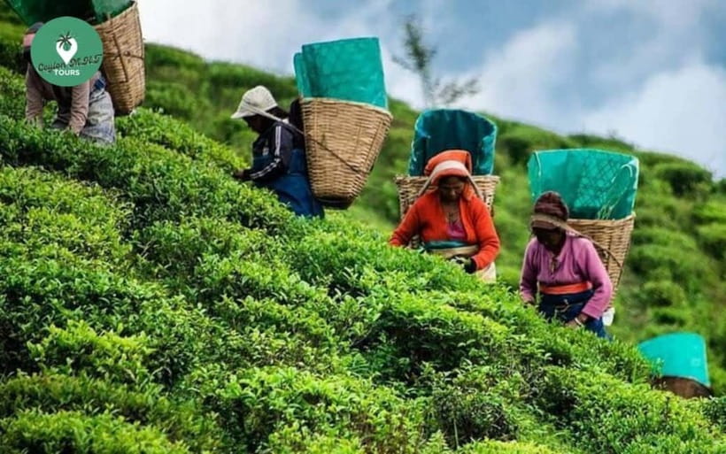 Kandy: Nuwara Eliya Day Explore by Tuk tuk with Local Guide - Tuk-Tuk Route From Kandy: How the Day Flows