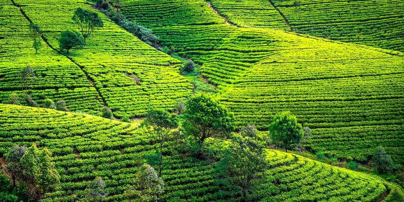 Kandy: Nuwara Eliya Day Trip - Price and Value: Is $27 a Smart Deal?