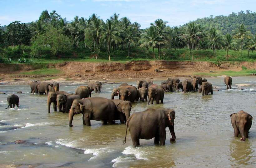 Kandy : Pinnawala Day Tour with Top Rated Local Guide - Key things to know before you go