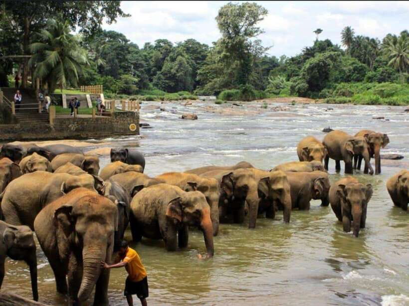 Kandy : Pinnawala Day Tour with Top Rated Local Guide - A Small-Group Day From Kandy With a Big Tuk Tuk Ride
