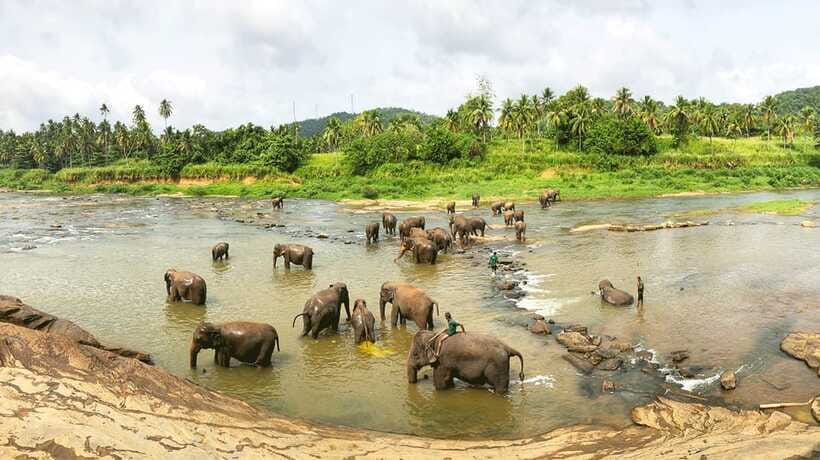 Kandy, Pinnawala Private Day Trip From The West Coast Beach - Royal Botanical Gardens of Peradeniya: why the second half feels like a reset