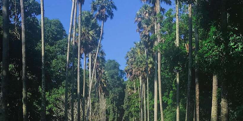 Kandy: Private Guided City Tours by Tuk Tuk Sightseeing Tour - Wood Crafting in Kandy: Where Skills Actually Come From