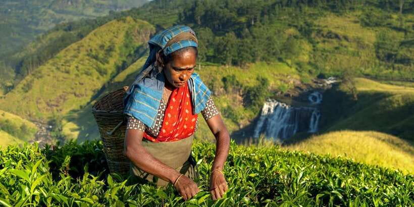 Kandy: Shanthipura and Nuwara Eliya - Should You Book This Kandy–Shanthipura–Nuwara Eliya Day Trip?