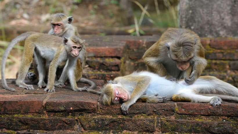 Kandy: Sigiriya Fortress & Cave Temple Full Day Private Tour - The Guide and Driver Factor: When the Day Feels Smooth