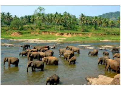 Kandy to Pinnawala Guided Day Tours by Local - The full day flow: elephants, viewpoints, tea, gardens, crafts, temples