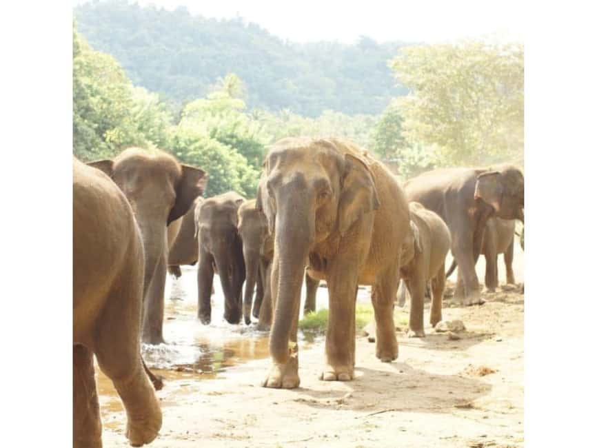Kandy to Pinnawala Orphanage and Ambuluwawa Guided Day Tours - Temple Time: Bahirawakanda, Asgiri, and the Sacred Tooth Relic