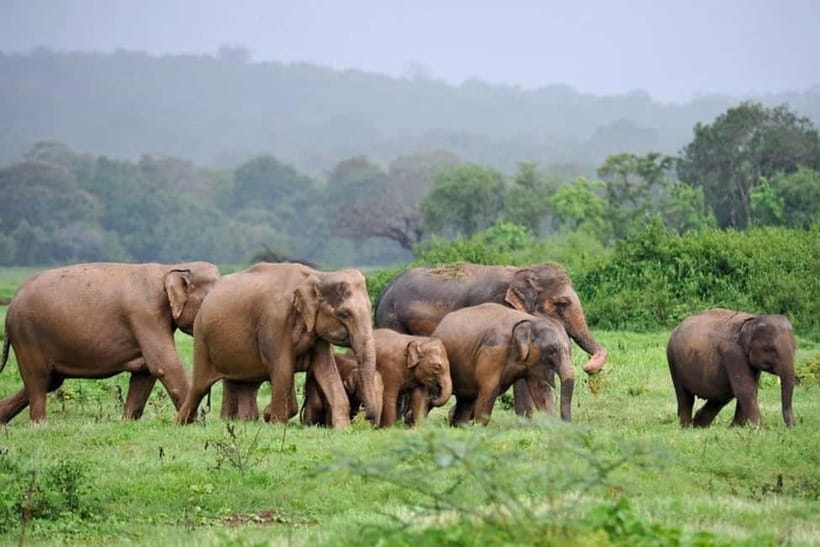 Kaudulla National Park Half-Day Safari with Expert - Key highlights to look forward to