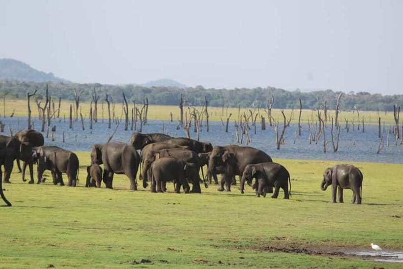 Kaudulla National Park Half-Day Safari with Expert - What you’re likely to spot on a Kaudulla jeep safari